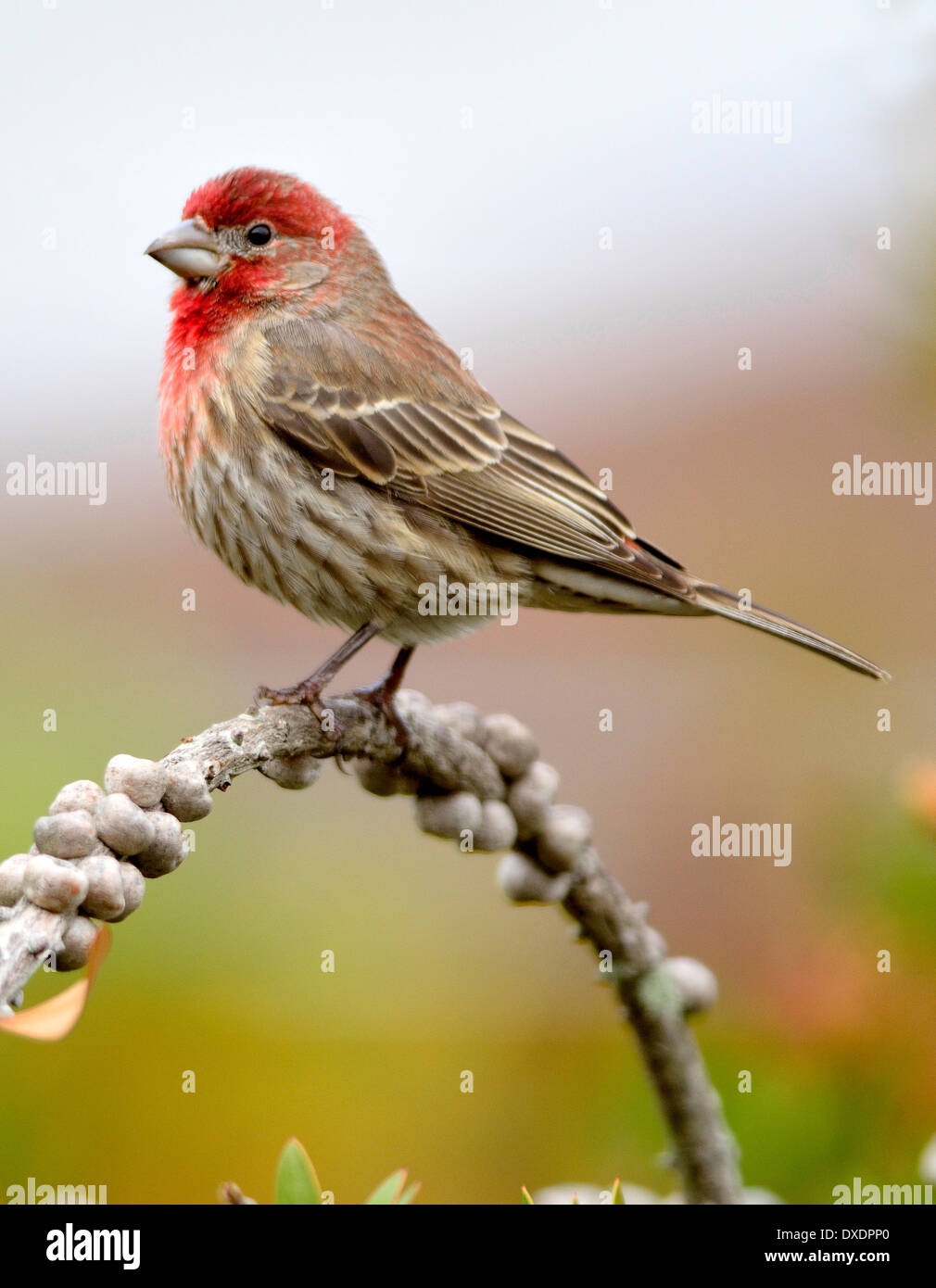 Townsend's Warbler, Setophaga townsendi, Warbler, songbird, Yellow Bird, marcature nere, barre alari, uccello migratorio, uccello sul ramo, uccello arroccato, avanti Foto Stock
