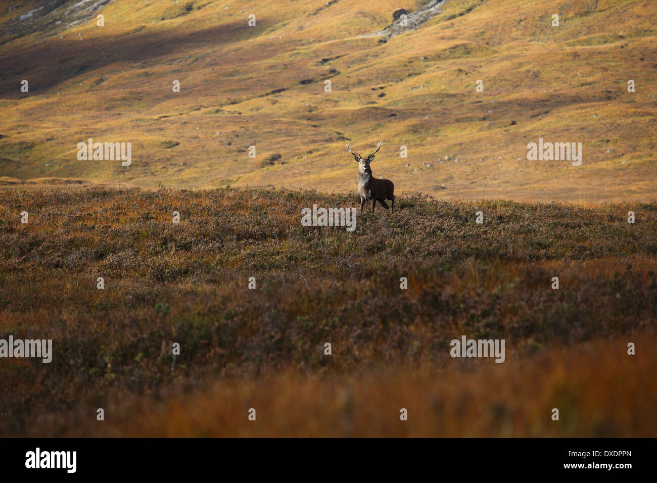 Cervi, Cervus elaphus, feste di addio al celibato in cima Glen Etive Foto Stock