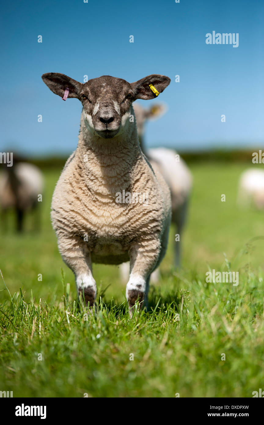 Incroci del gregge di pecore e agnelli in pascolo, Cumbria, Regno Unito. Foto Stock