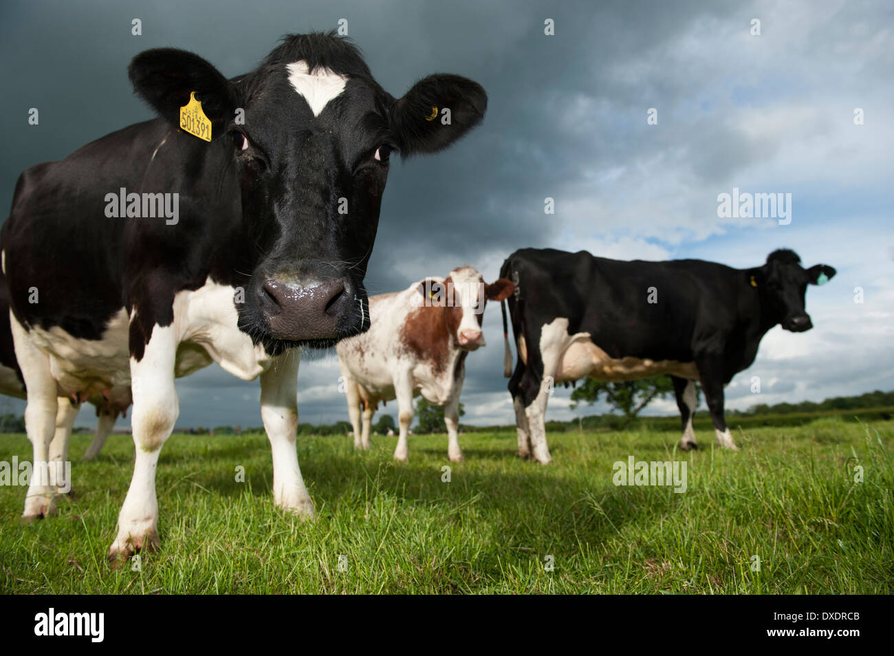 Holstein il frisone bovini da latte al pascolo nei campi. Cumbria, Regno Unito Foto Stock