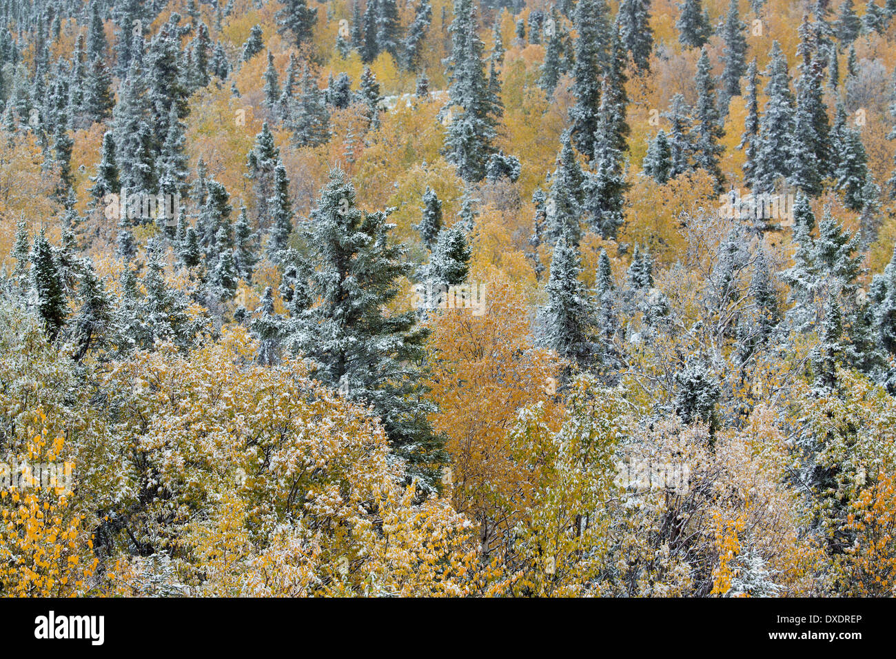 Colore di autunno e la prima neve plafoniera sulla collina sopra la città di Dawson, Yukon Territori, Canada Foto Stock