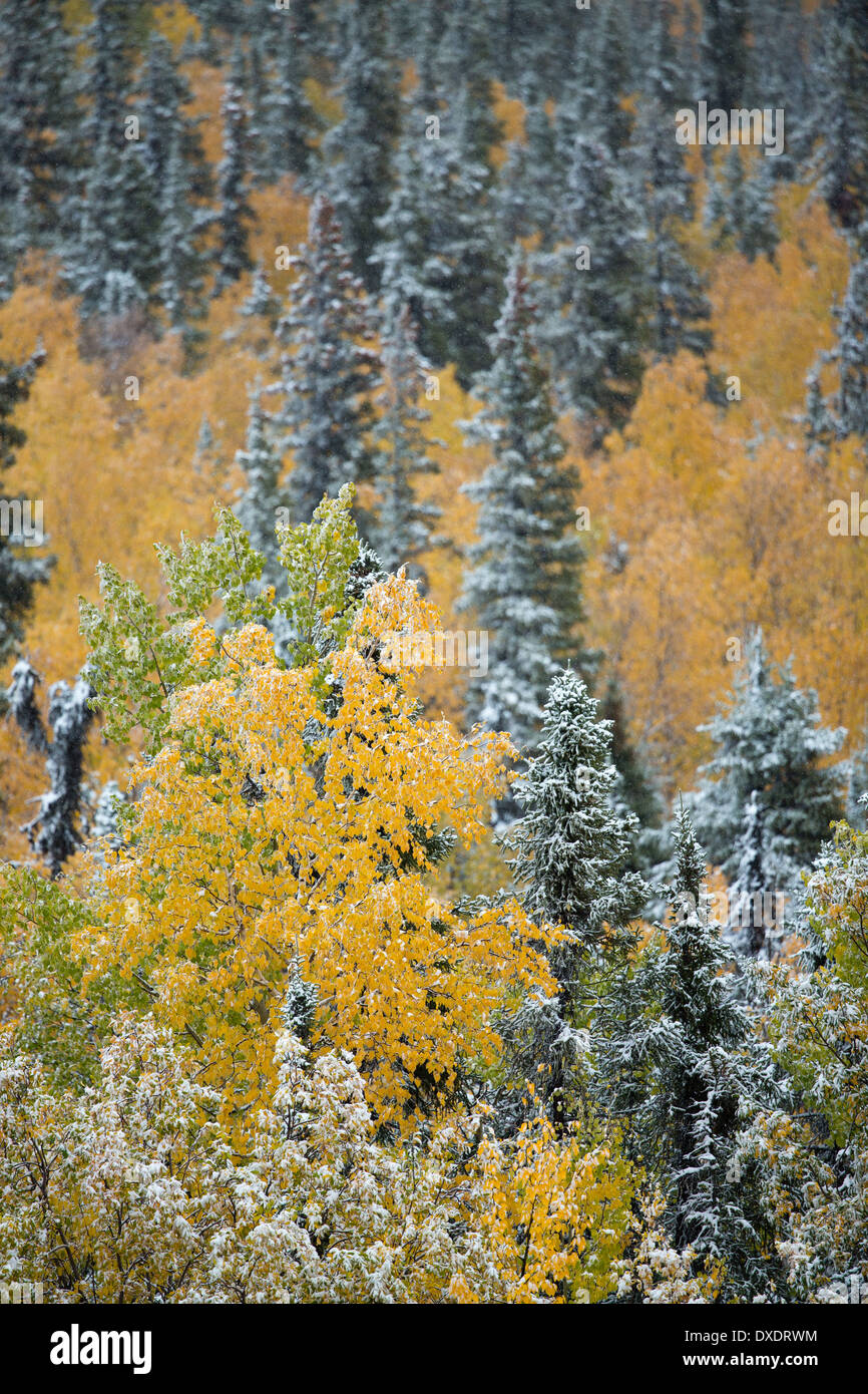 Colore di autunno e la prima neve plafoniera sulla collina sopra la città di Dawson, Yukon Territori, Canada Foto Stock