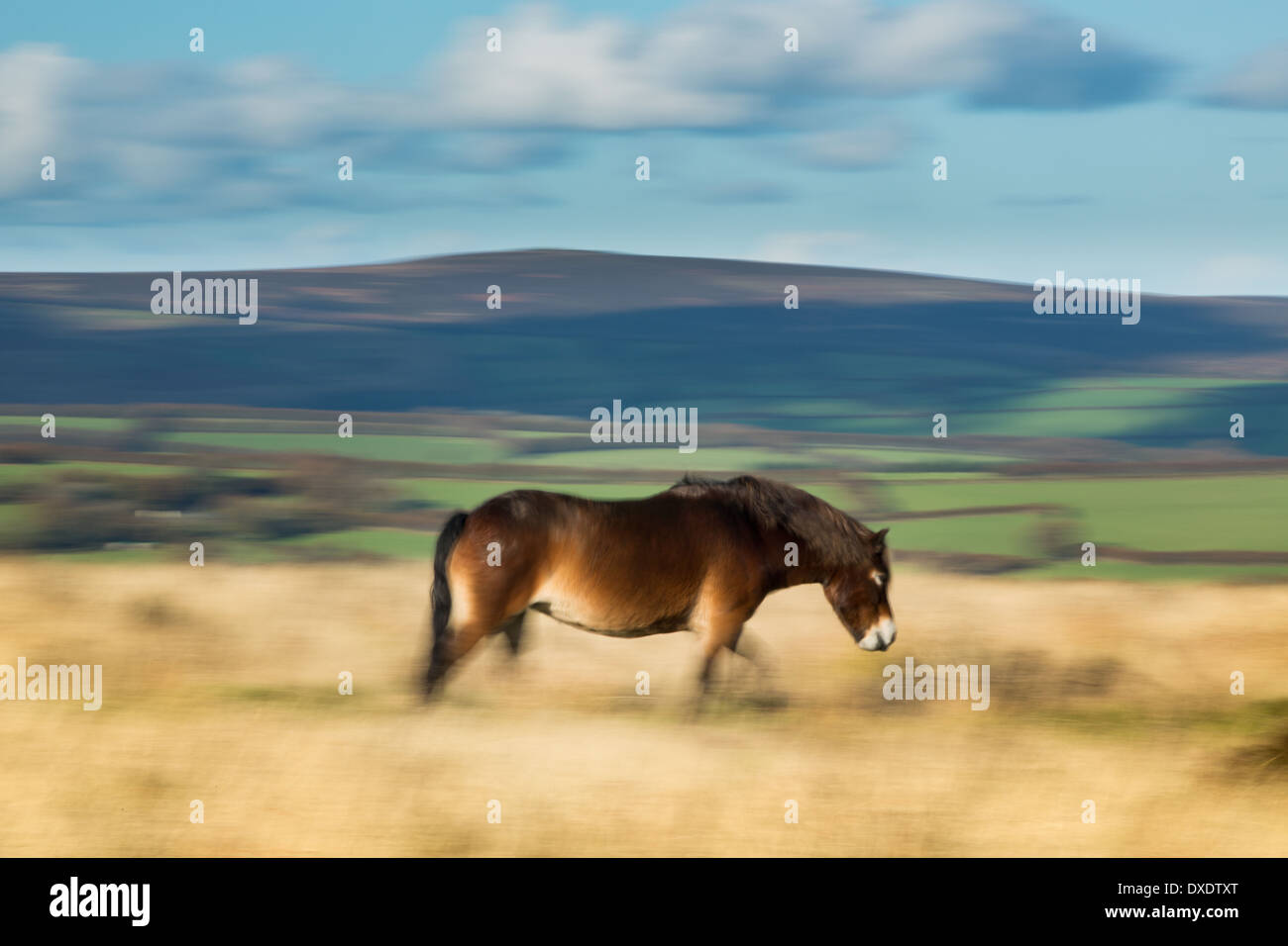 Un selvaggio Exmoor pny su Winsford Hill, Exmoor, Parco Nazionale, Somerset, Inghilterra Foto Stock