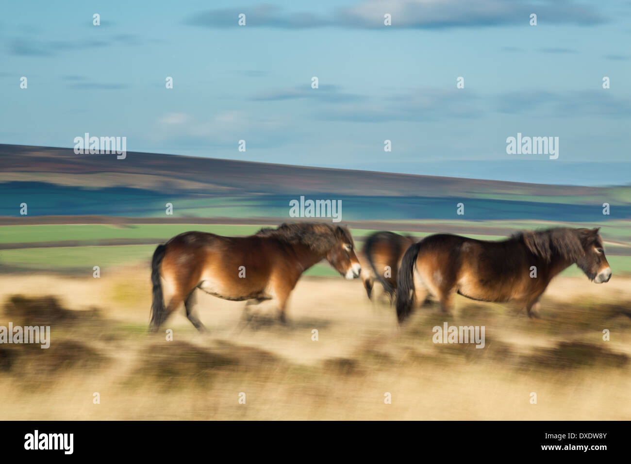 Pony selvatici su Winsford Hill, Parco Nazionale di Exmoor, Somerset, Inghilterra, Regno Unito Foto Stock