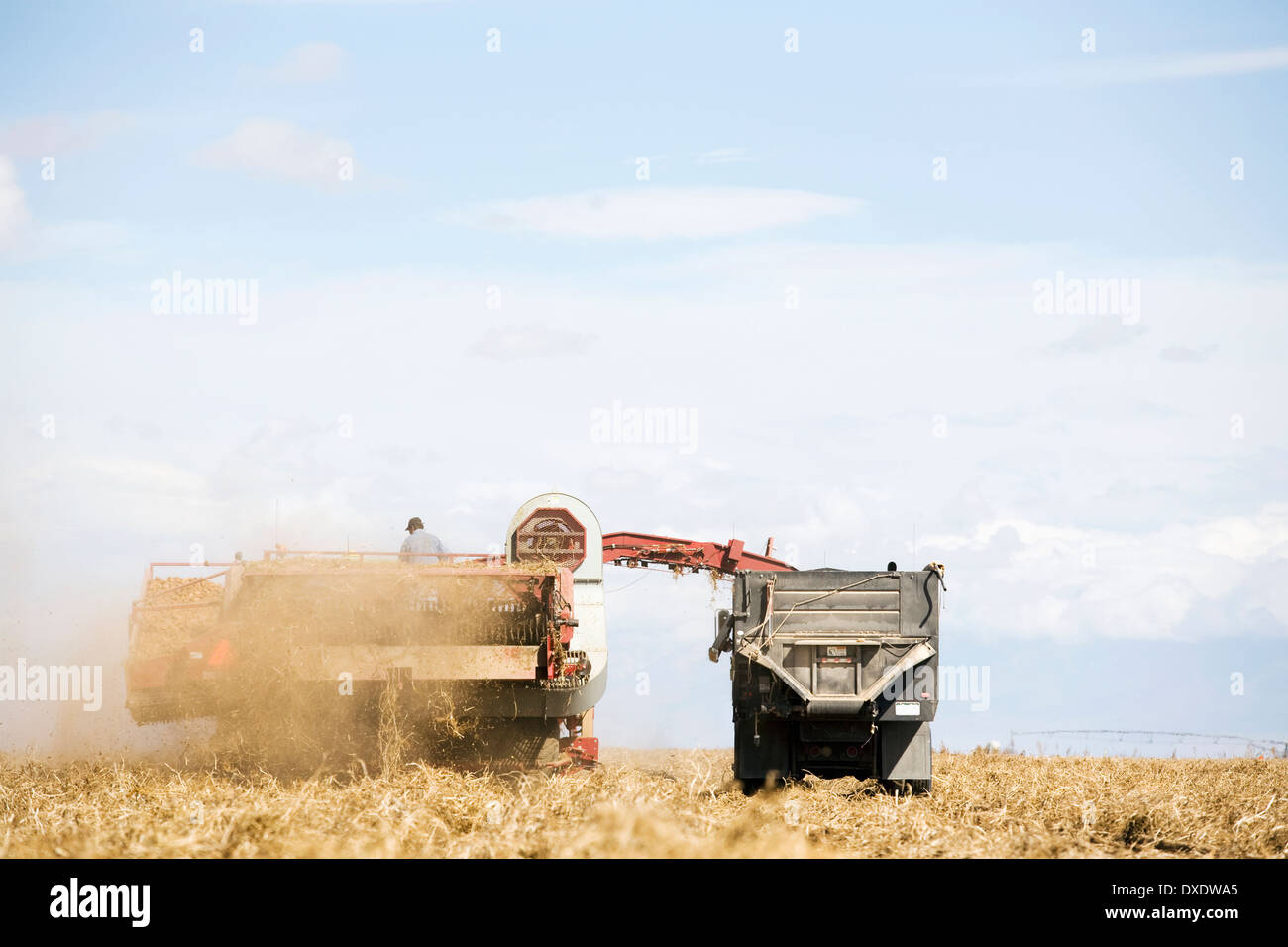 Raccolto di patate, Colorado, STATI UNITI D'AMERICA Foto Stock