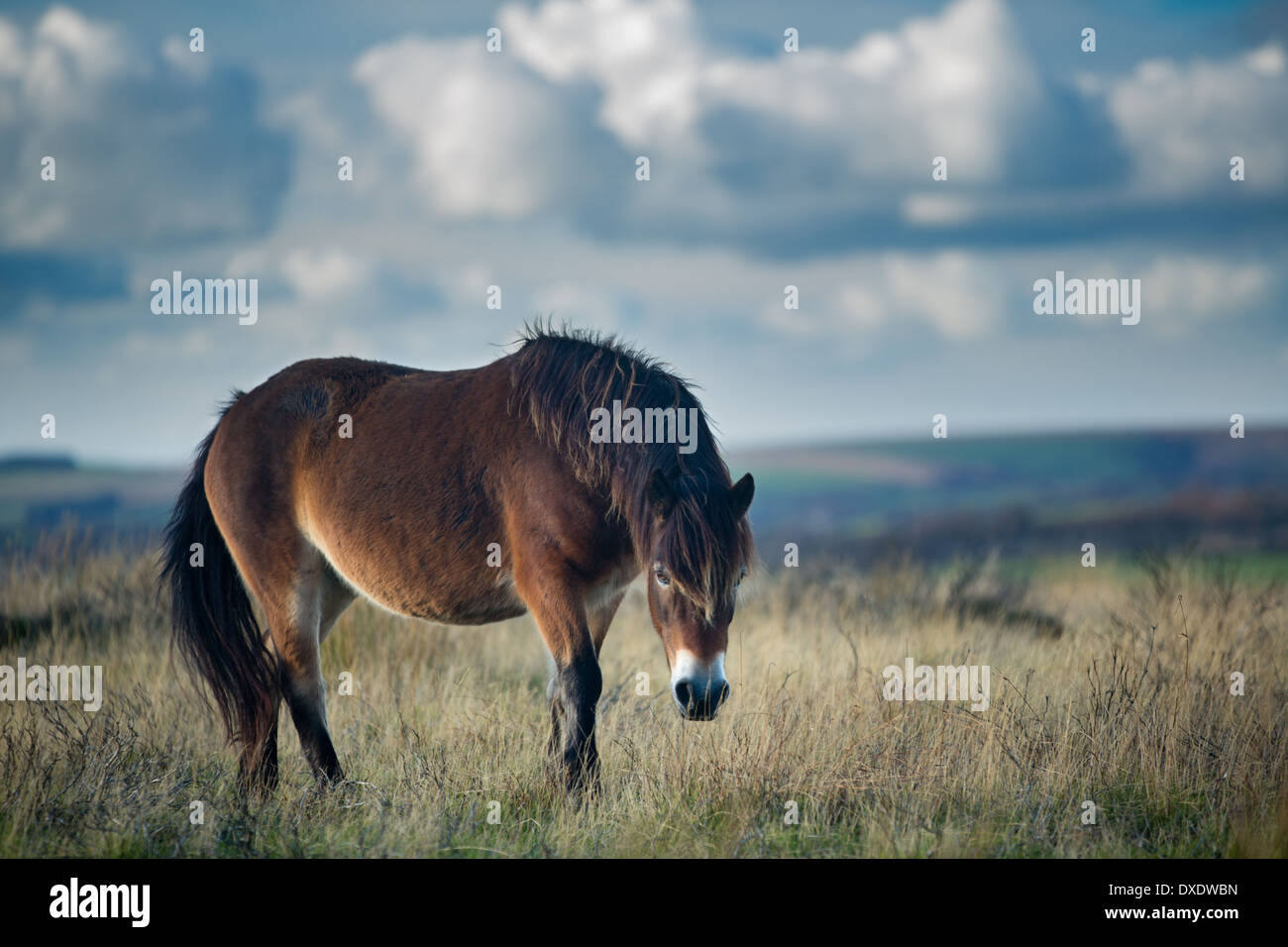 Pony selvatici su Winsford Hill, Parco Nazionale di Exmoor, Somerset, Inghilterra, Regno Unito Foto Stock