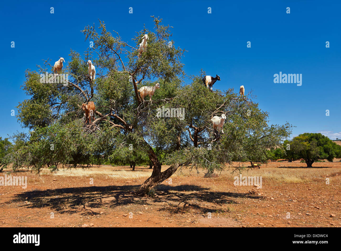 Caprini alimentare sui dadi di Argan (Argania spinosa) in una struttura ad albero di Argan in un frutteto vicino Essouira,, Marocco Foto Stock