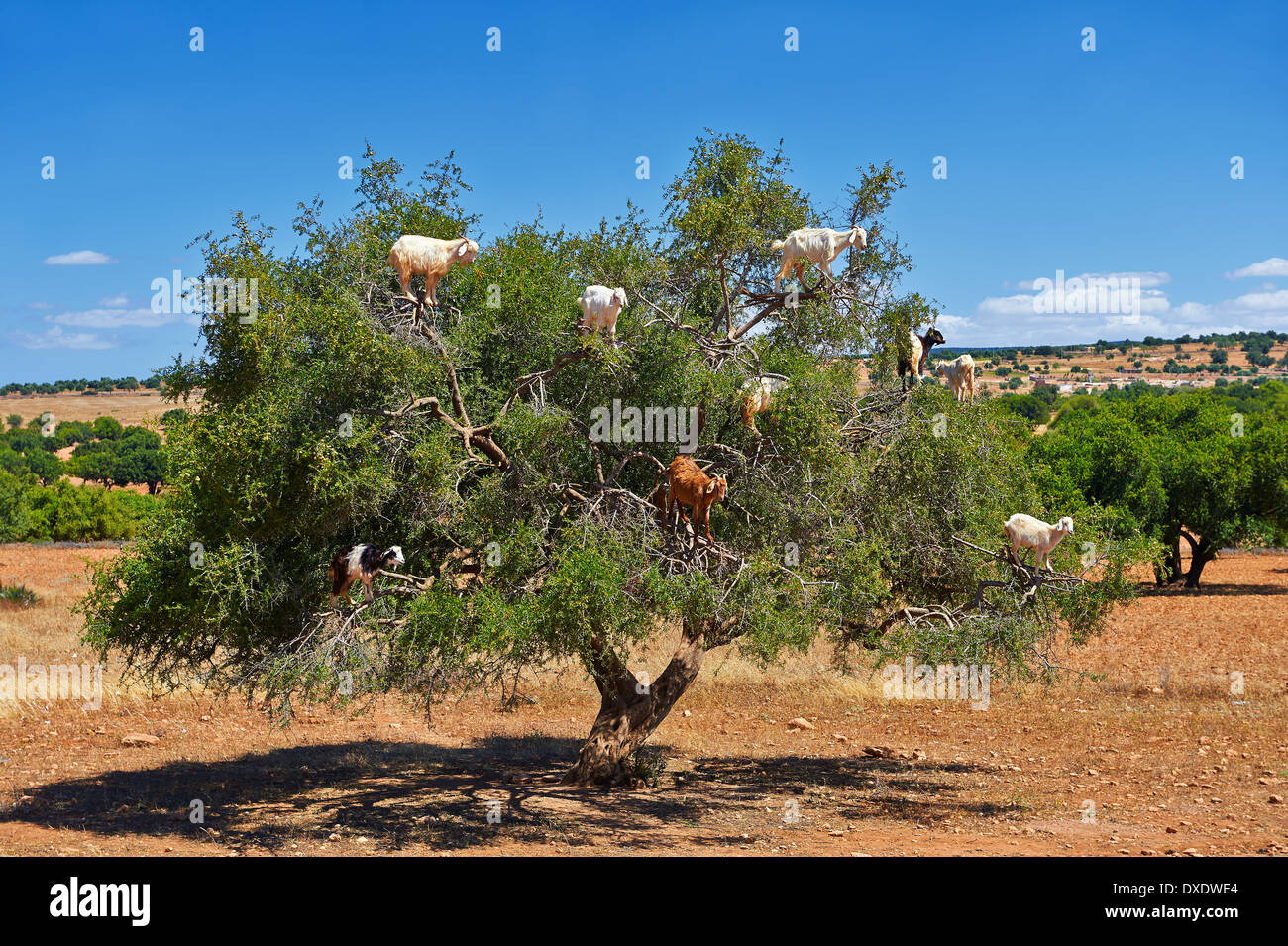Caprini alimentare sui dadi di Argan (Argania spinosa) in una struttura ad albero di Argan in un frutteto vicino Essouira,, Marocco Foto Stock