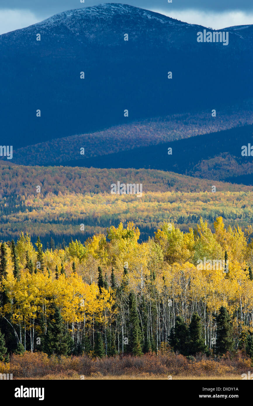 Colore di autunno di rivestimento del Klondike Highway vicino a Moose Creek, Yukon Territori, Canada Foto Stock