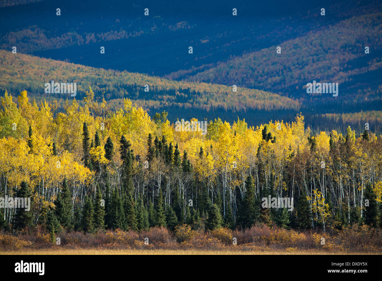 Colore di autunno di rivestimento del Klondike Highway vicino a Moose Creek, Yukon Territori, Canada Foto Stock