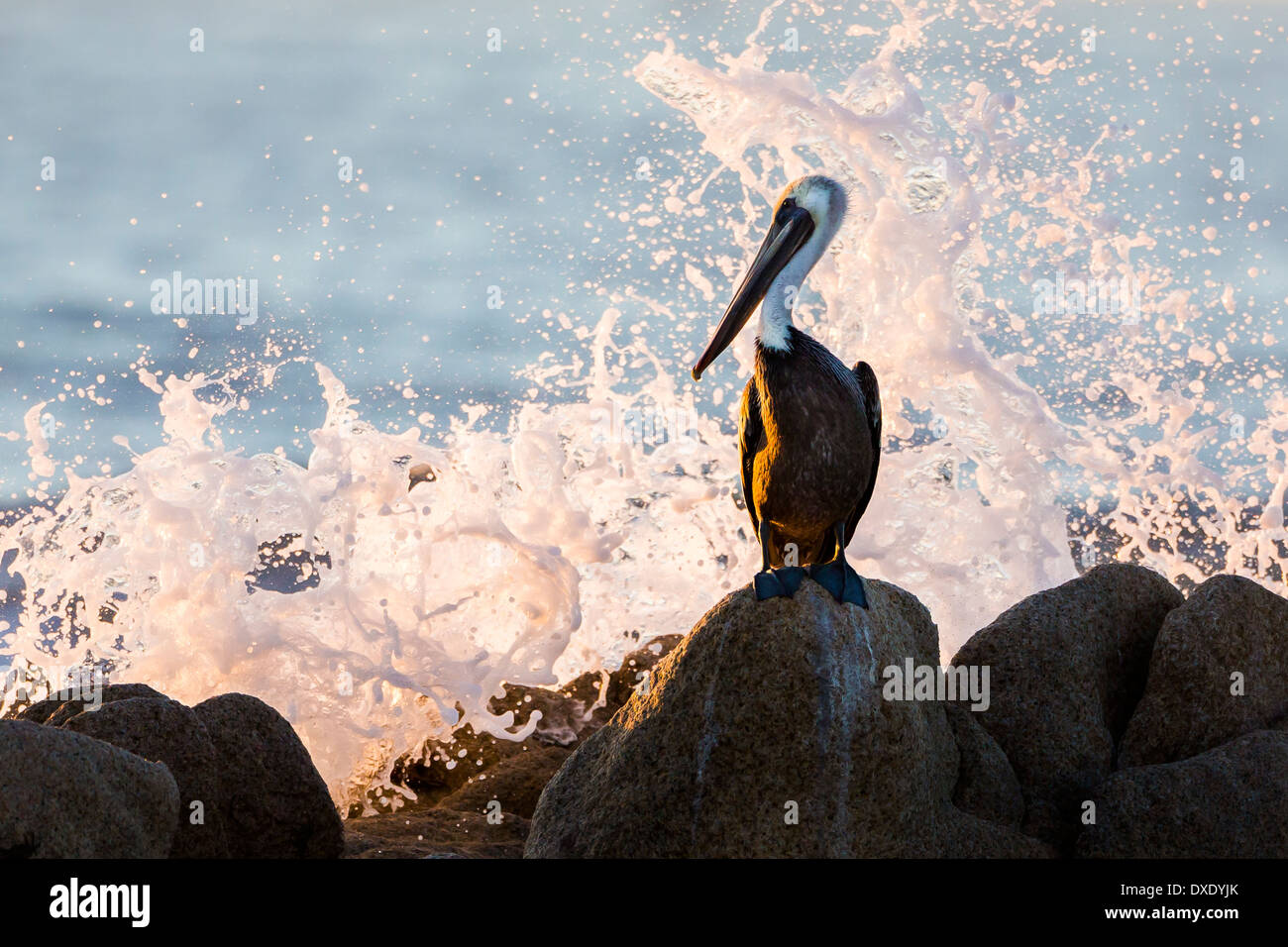 Un pellicano bruno orologi un'onda crash sulle rocce lungo il mare di Cortez in Los Cabos, Messico Foto Stock