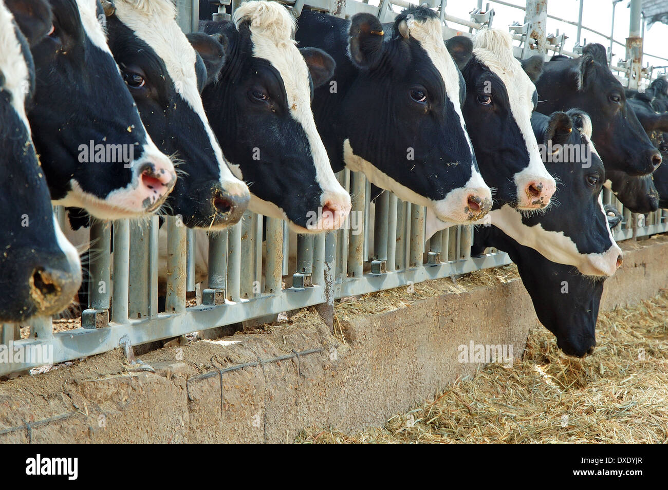 Mucche in una capanna di una fattoria casearia Foto Stock