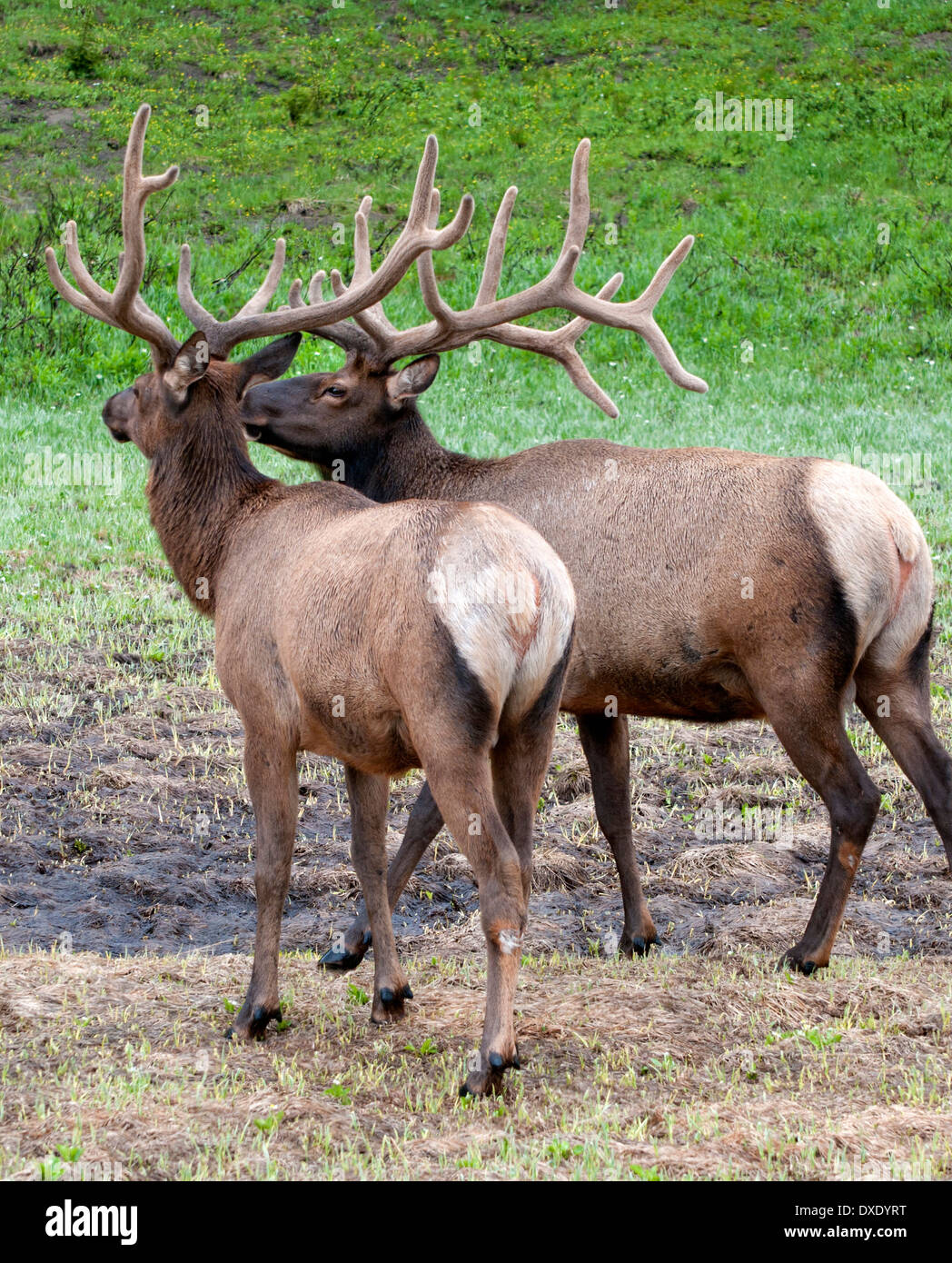 Elks maschio in Alberta, Canada Foto Stock