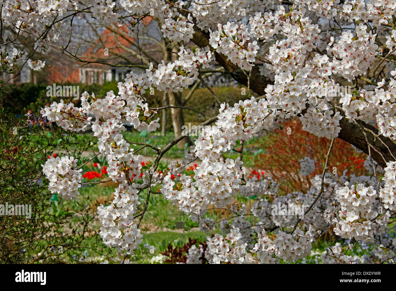 Yoshino albero ciliegio, Hermannshof, Weinheim, Baden-Württemberg, Germania / (Prunus yedoensis x) Foto Stock