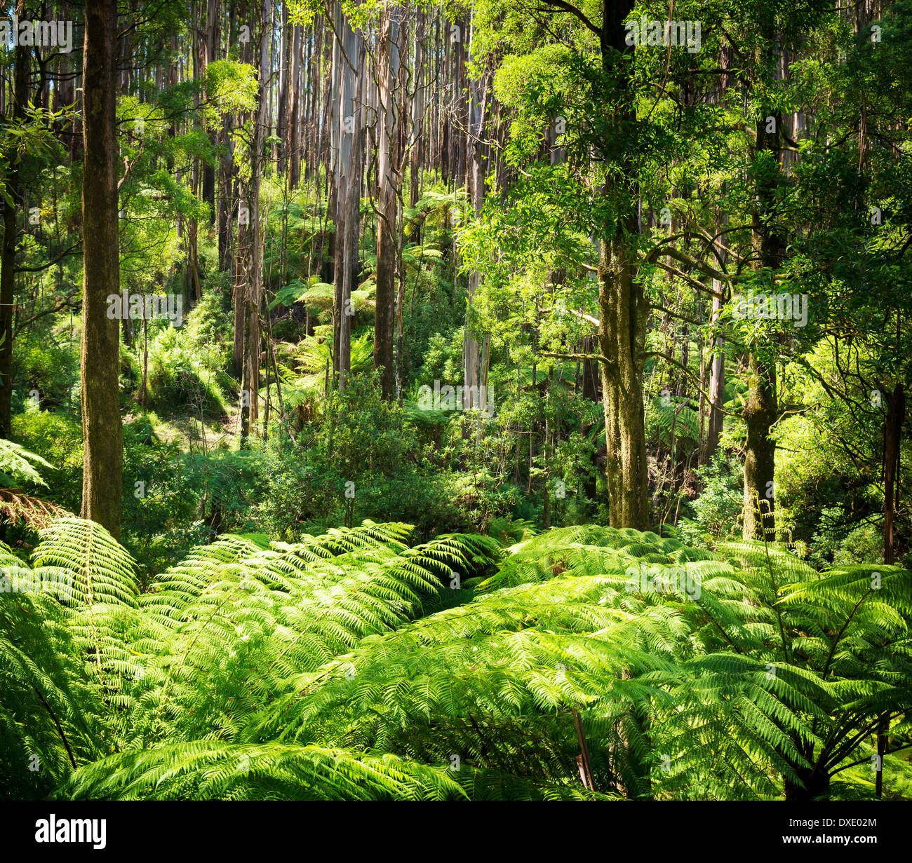 Lussureggianti felci, felci arboree e torreggiante montagna lungo lo sperone nero, Victoria, Australia Foto Stock