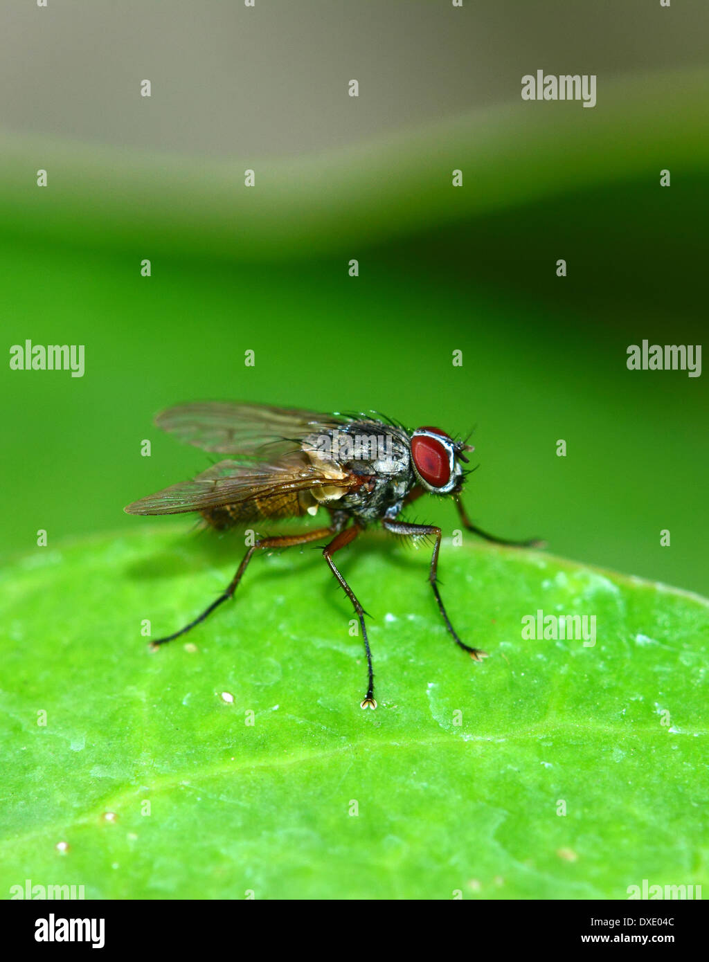 Housefly sulla lamina Foto Stock