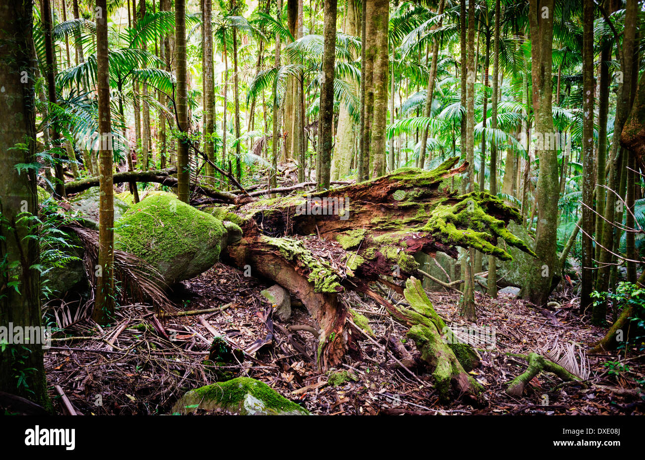 Splendida e lussureggiante foresta verde con un grande albero sradicato Foto Stock