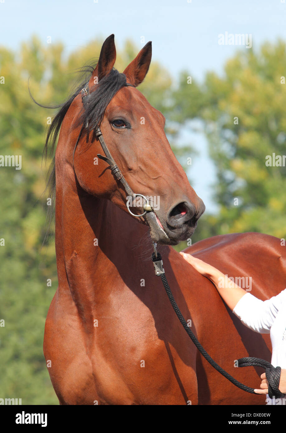 Sport Hanoverian cavallo ritratto Foto Stock