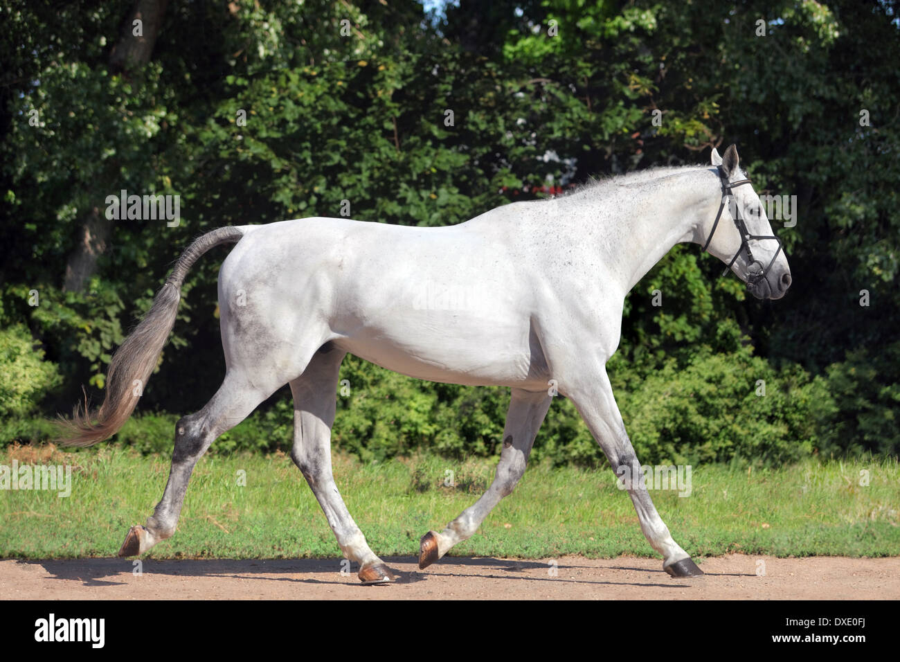 Ritratto di un adulto grigio puro Cavallo Spagnolo andaluso Foto Stock