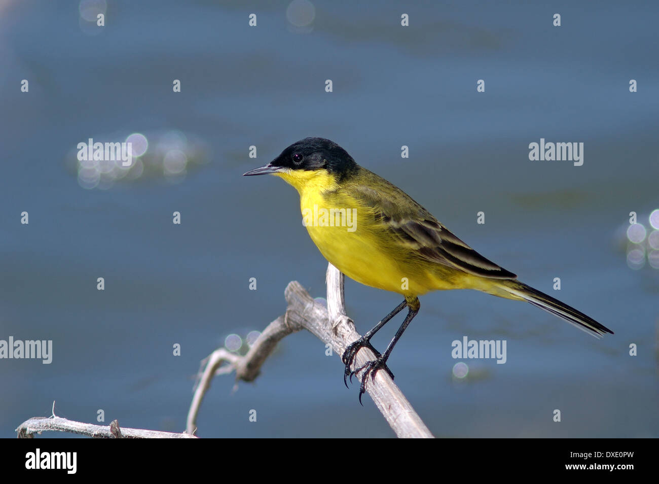 Western Wagtail giallo, Motacilla flava Foto Stock