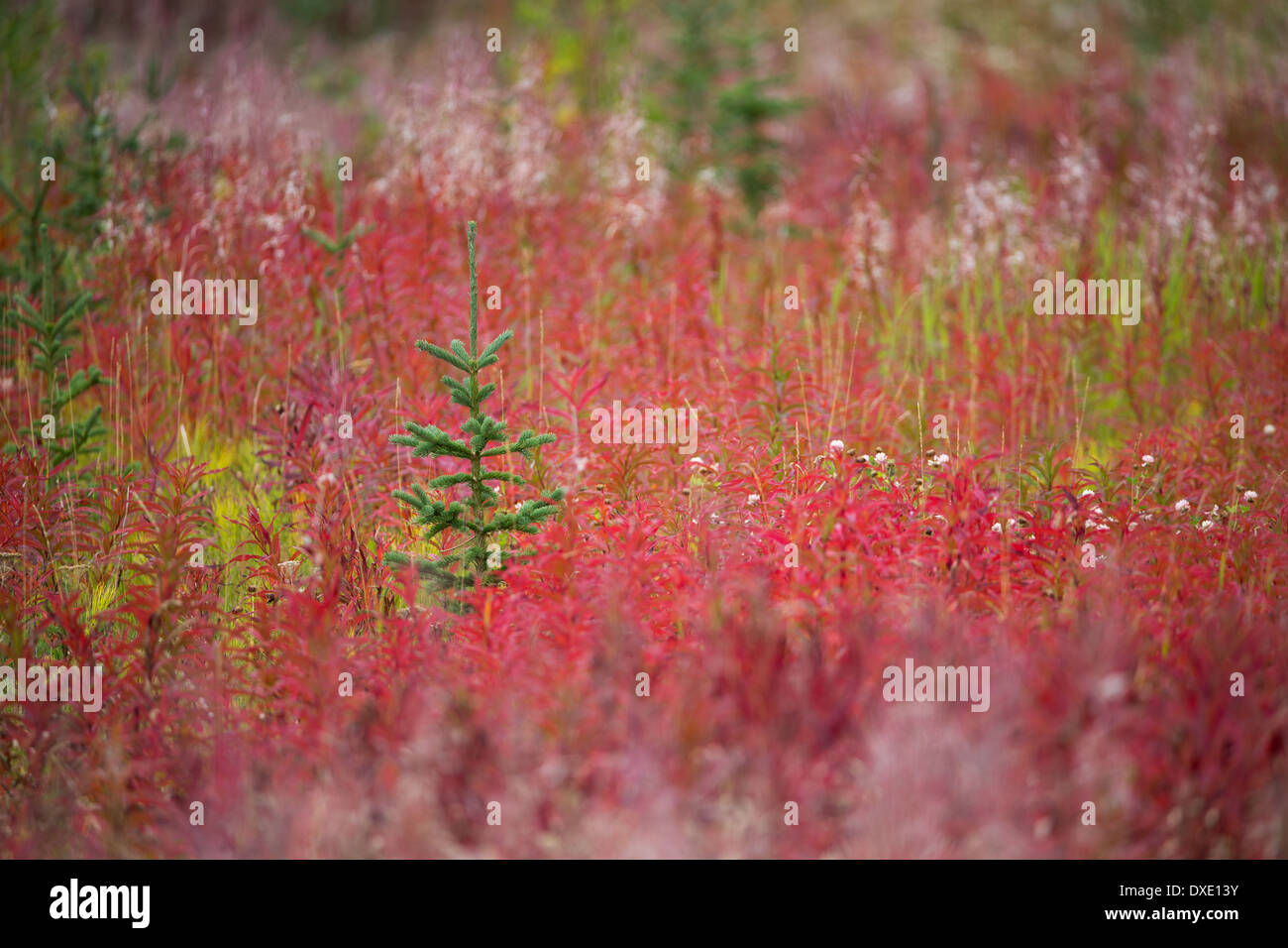 I colori autunnali nel Parco Nazionale Kluane, Yukon Territori, Canada Foto Stock
