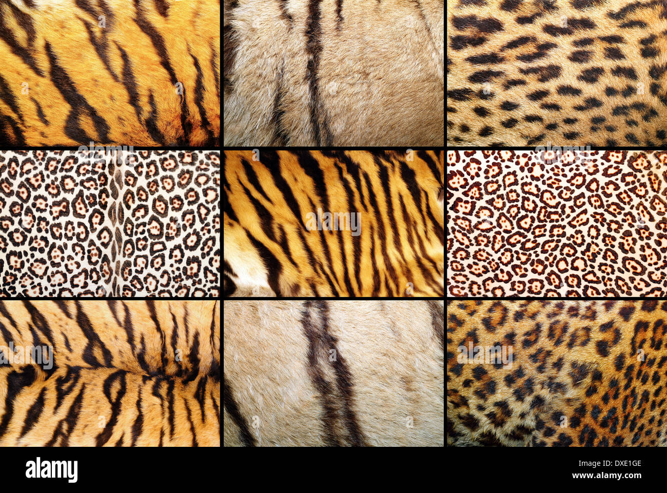 Tiger e Leopard diversi modelli reali in unica raccolta Foto Stock