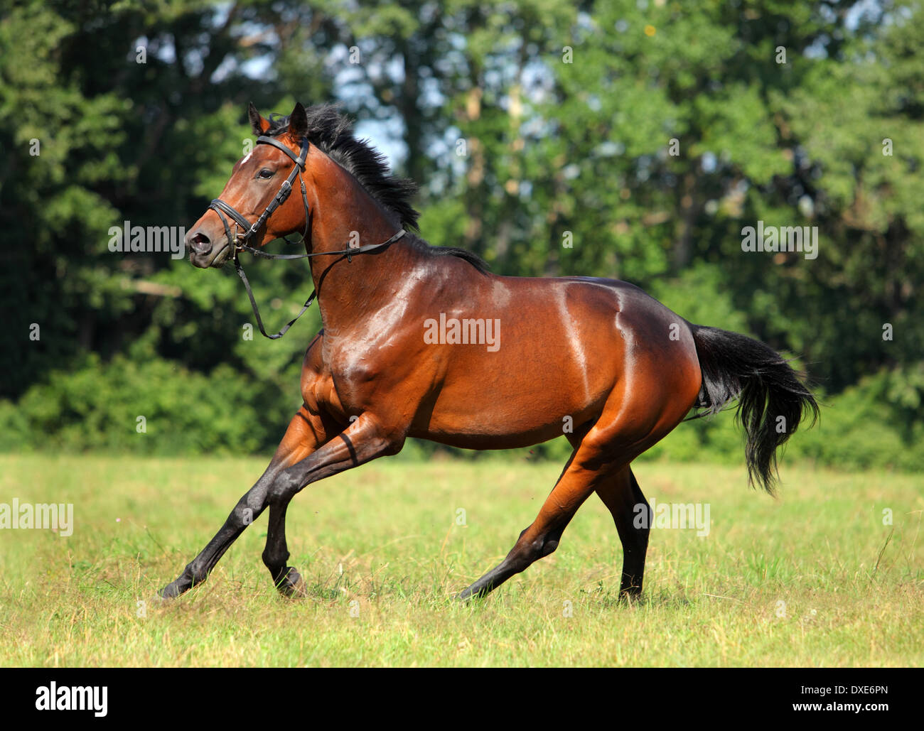 Sport Hanoverian cavallo ritratto Foto Stock