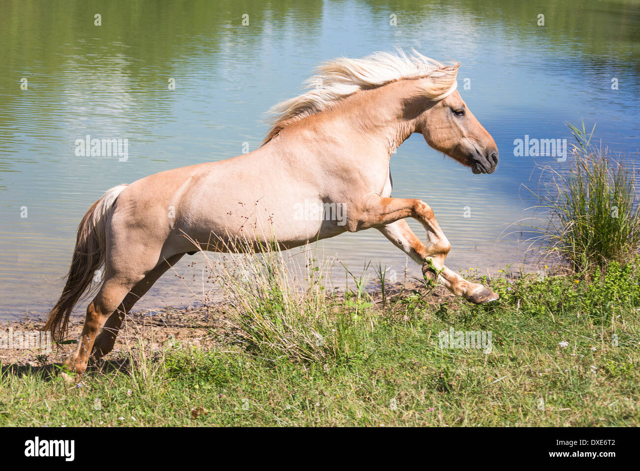 Fiordo norvegese cavallo al galoppo accanto a un lago. Italia Foto Stock