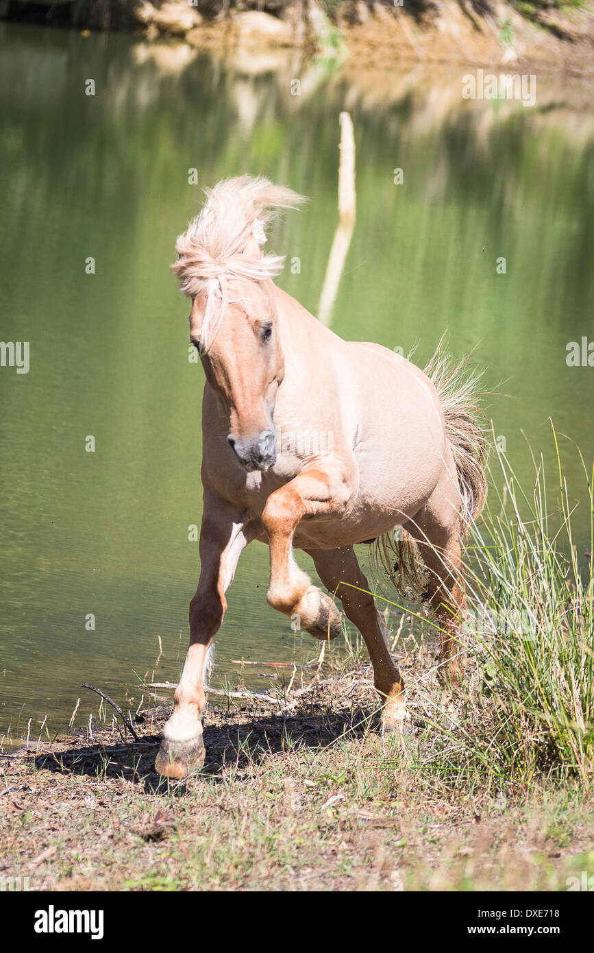 Fiordo norvegese cavallo al galoppo accanto a un lago. Italia Foto Stock