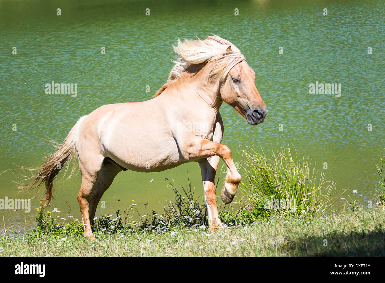 Fiordo norvegese cavallo trottare accanto a un lago. Italia Foto Stock