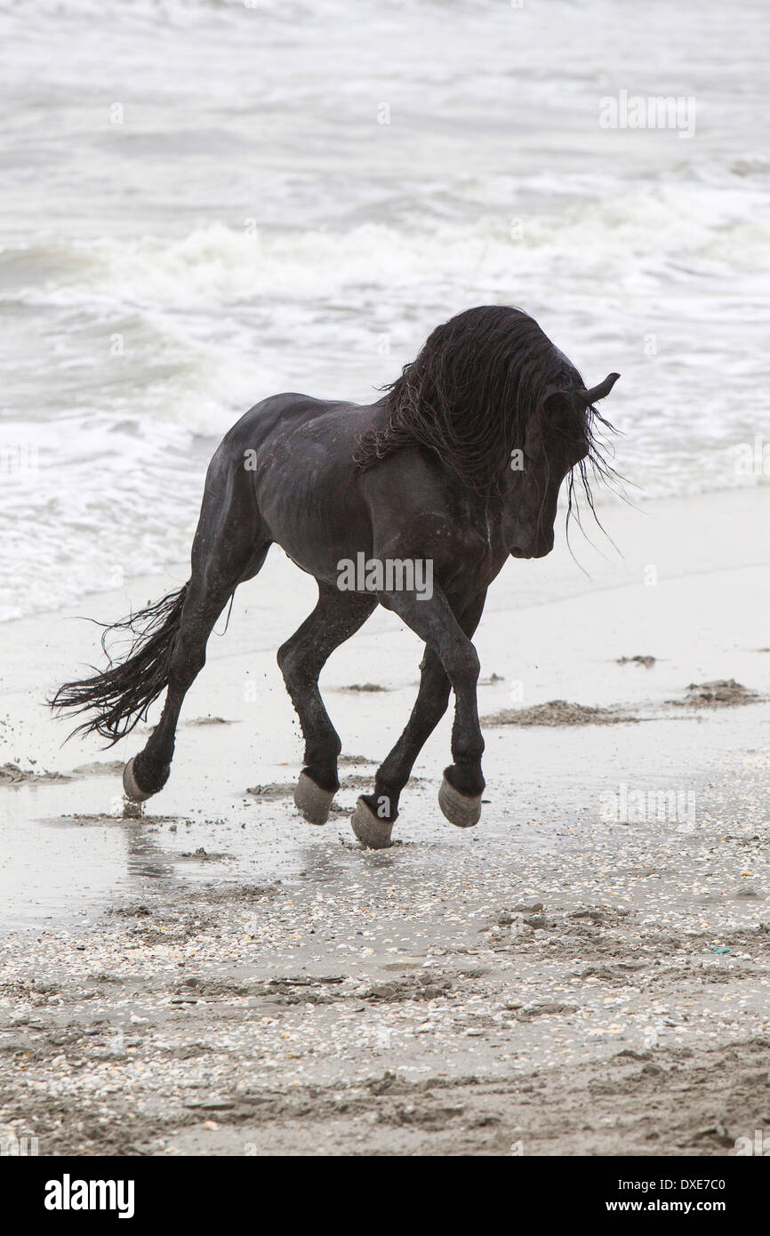 Il frisone cavallo. Stallone nero proveniente dal mare, Romania Foto Stock