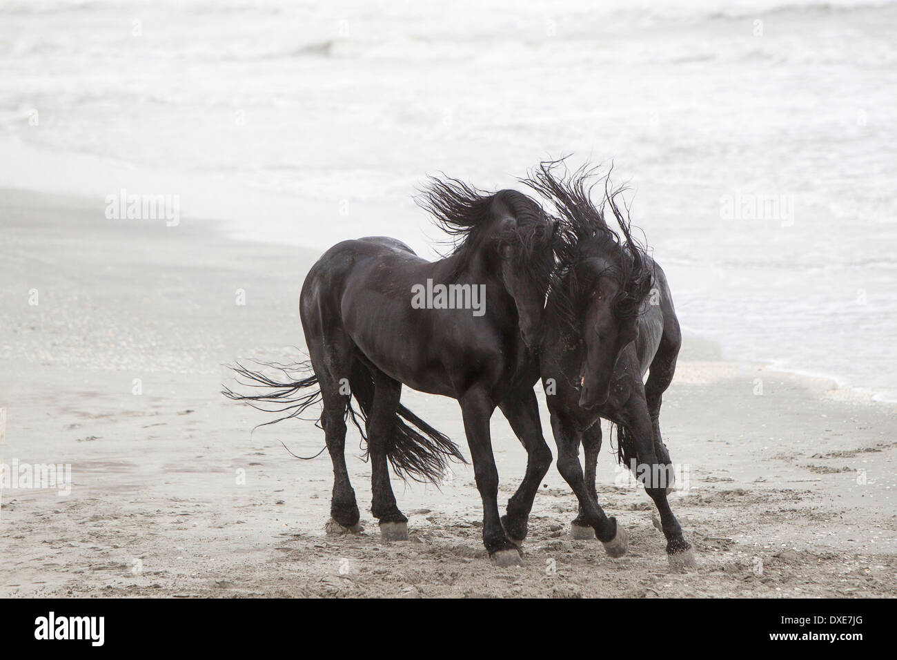 Il frisone cavallo. Due stalloni playfighting su una spiaggia, Romania Foto Stock