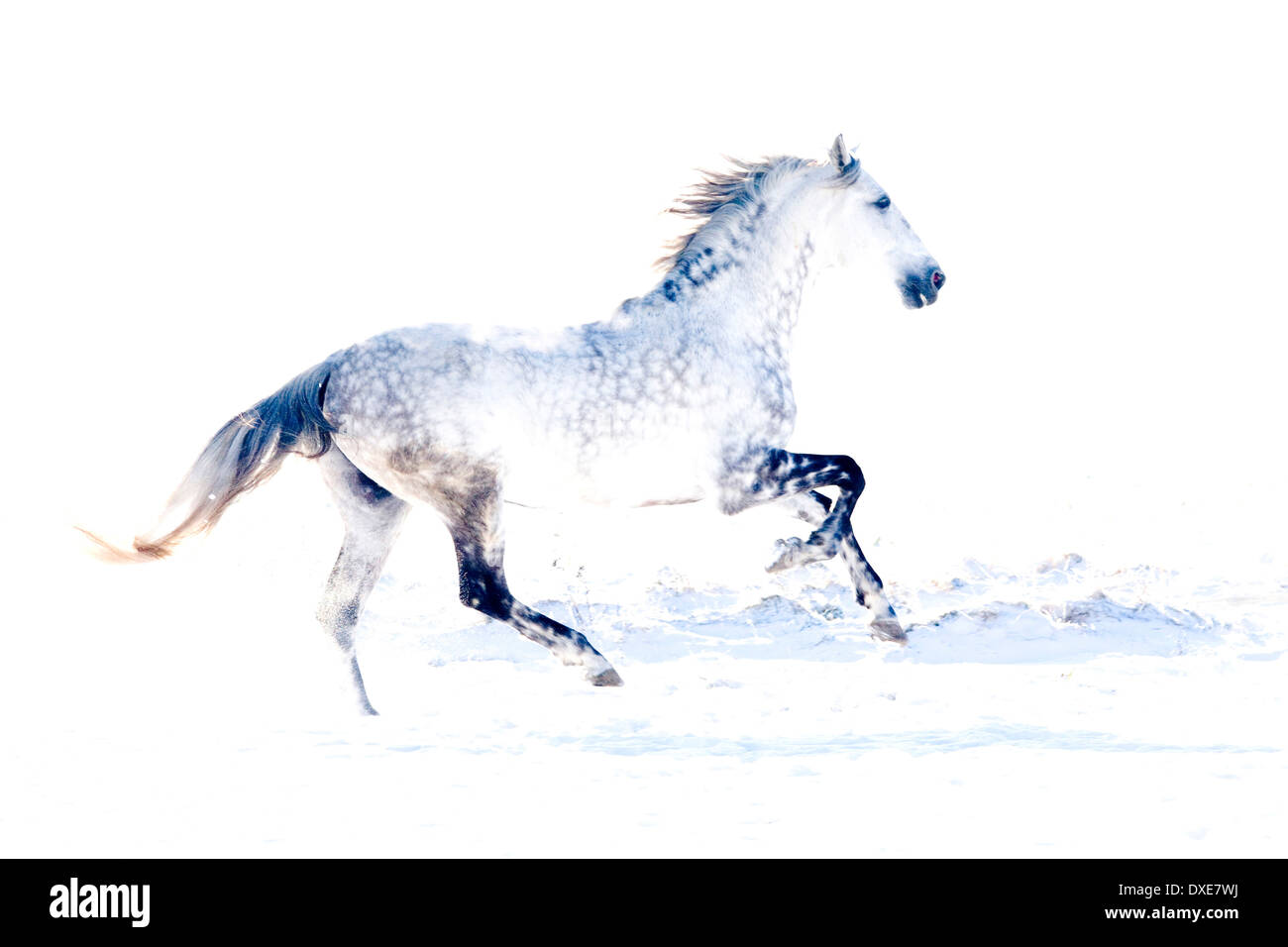 Lusitano. Colline punteggiano stallone grigio al galoppo in neve. Germania Foto Stock