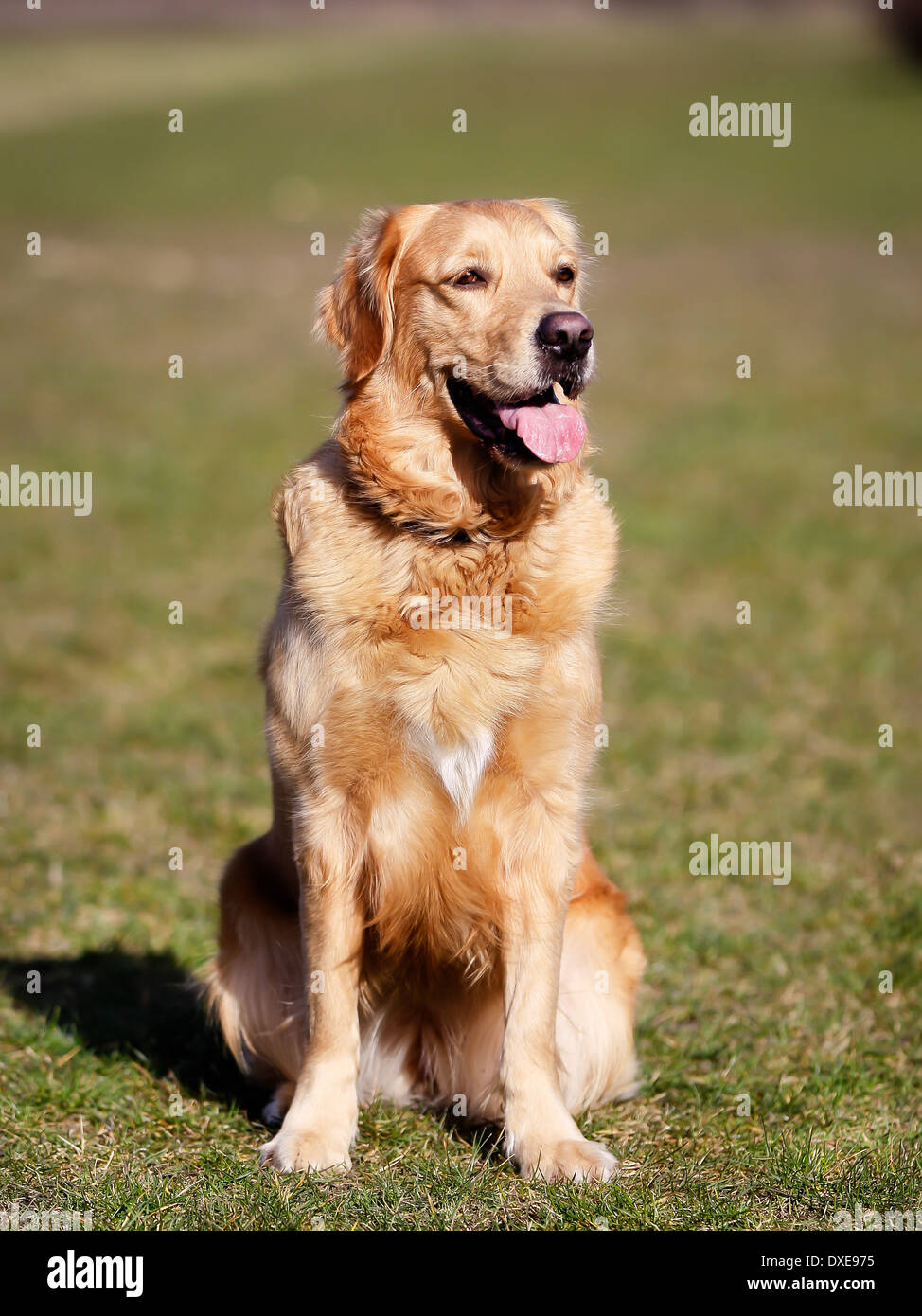 Bellissimo cane di razza pura al di fuori durante il periodo estivo. Foto Stock