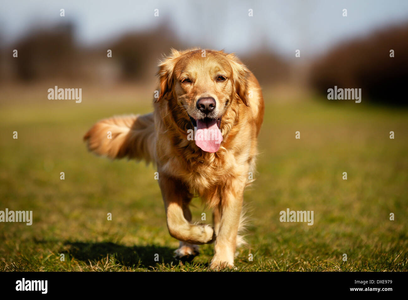 Bellissimo cane di razza a camminare verso la telecamera. Foto Stock