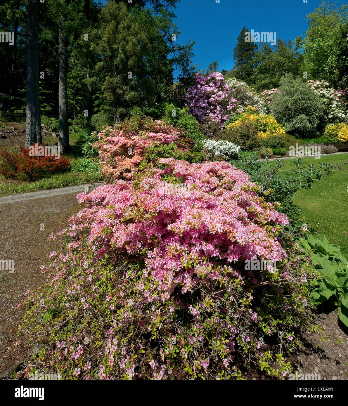Giardini Arduaine,Loch Melfort, Argyll Foto Stock
