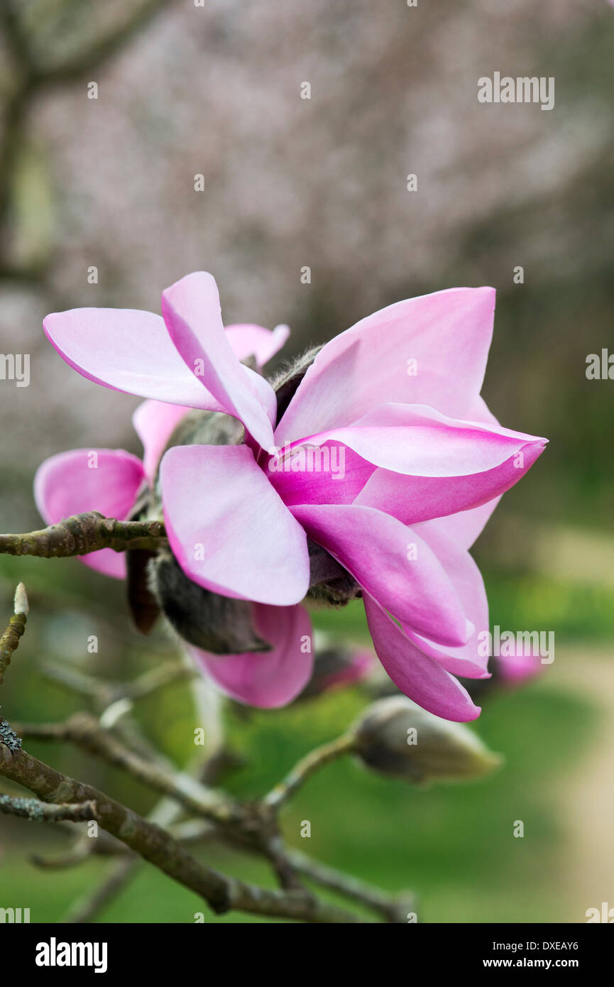 Magnolia Caerhays Belle tree fioritura. Regno Unito Foto Stock