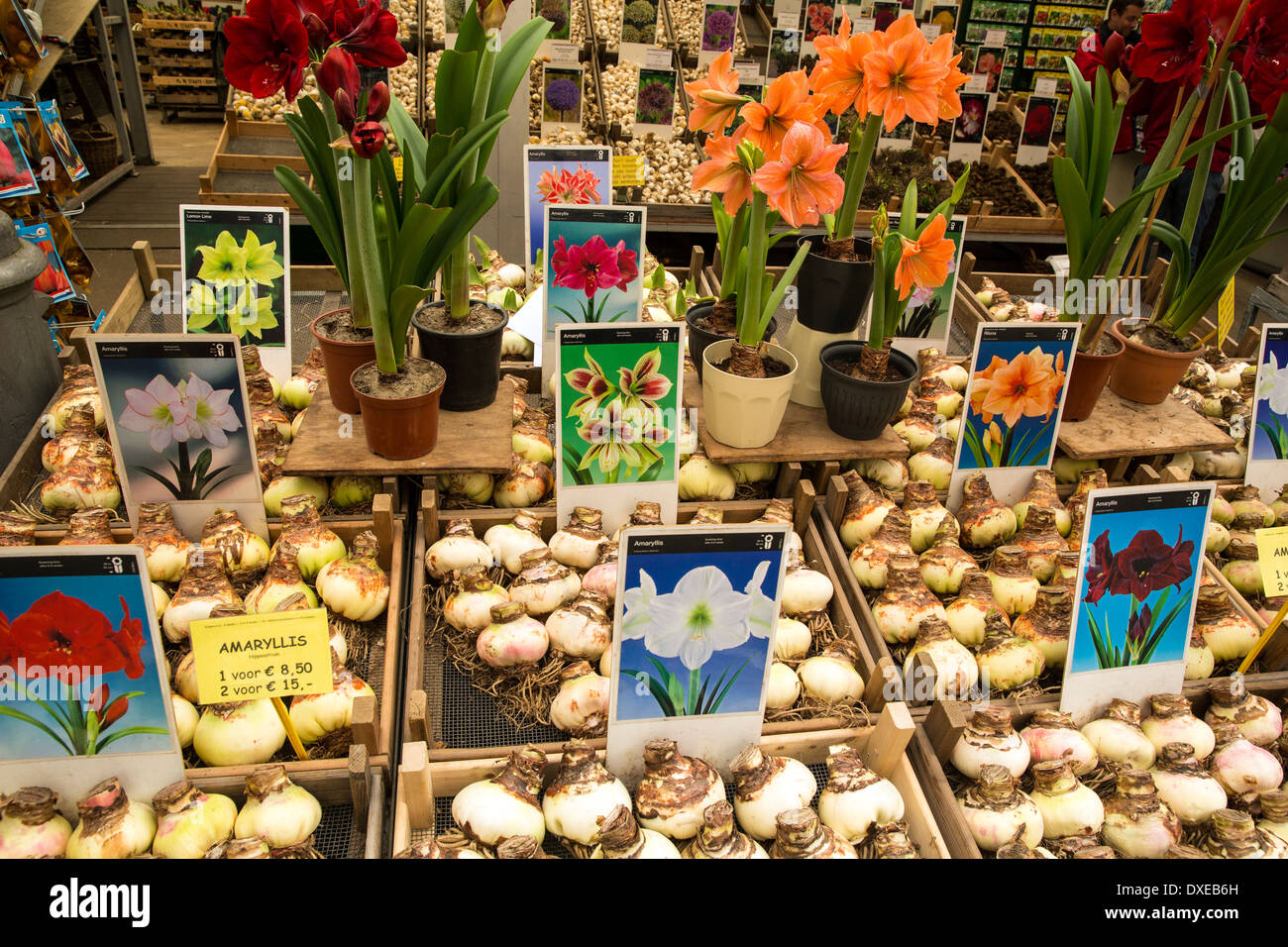 Bulbi e fiori sul display nel mercato dei fiori di Amsterdam Foto Stock