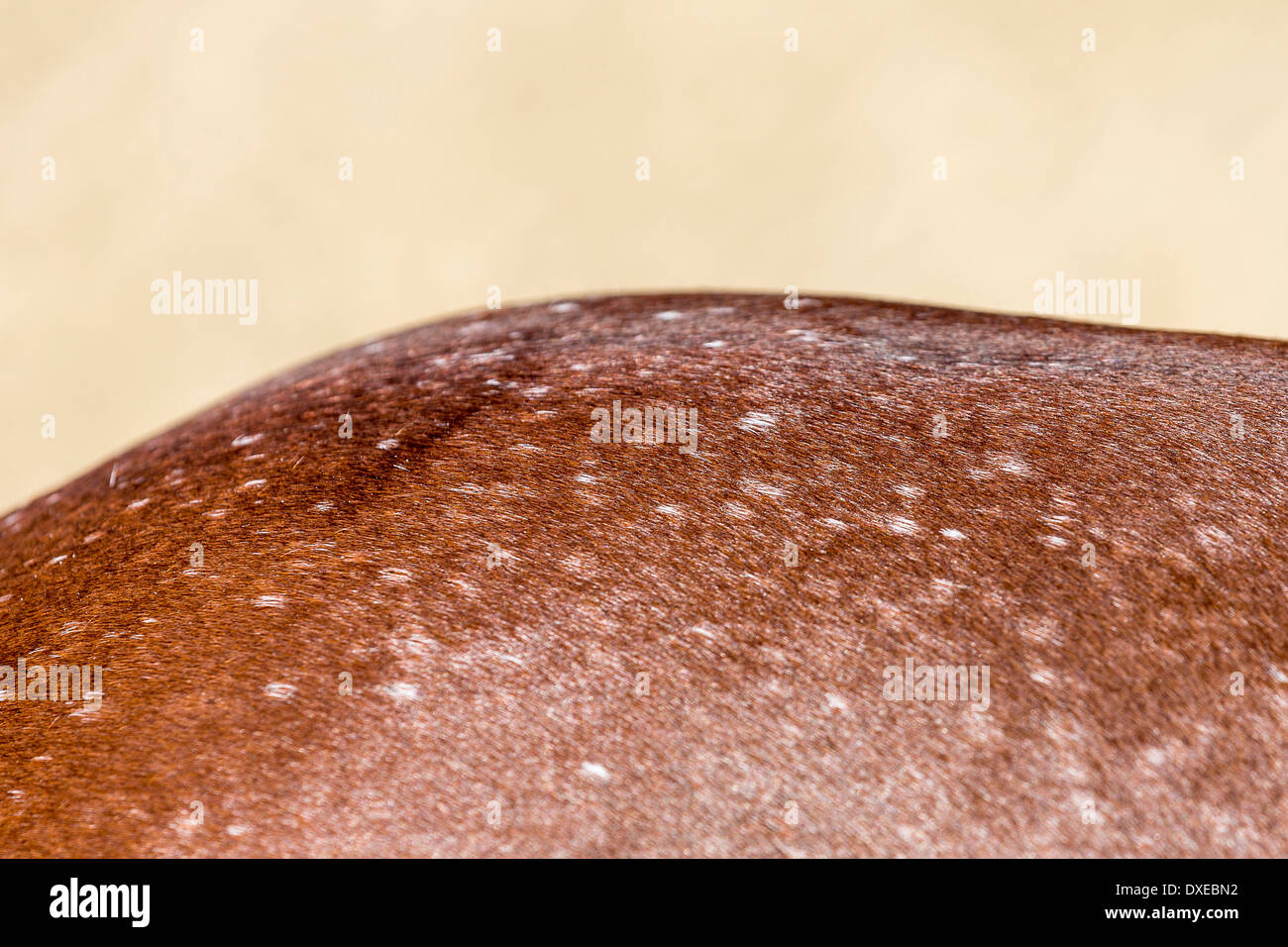 Nooitgedacht pony. Bay coat con puntini bianchi. Sud Africa Foto Stock