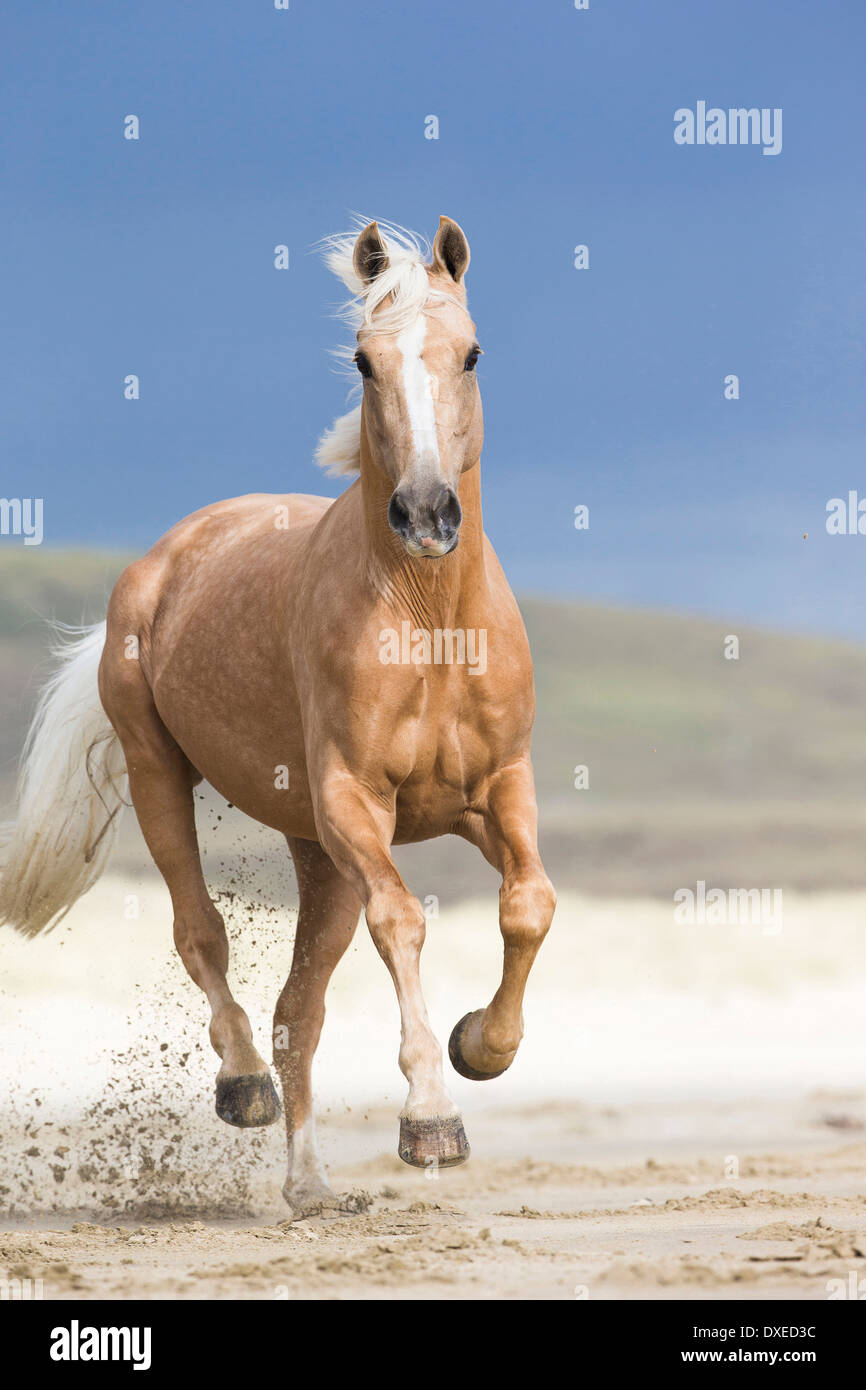Quarab. Palomino al galoppo su una spiaggia. Nuova Zelanda Foto Stock