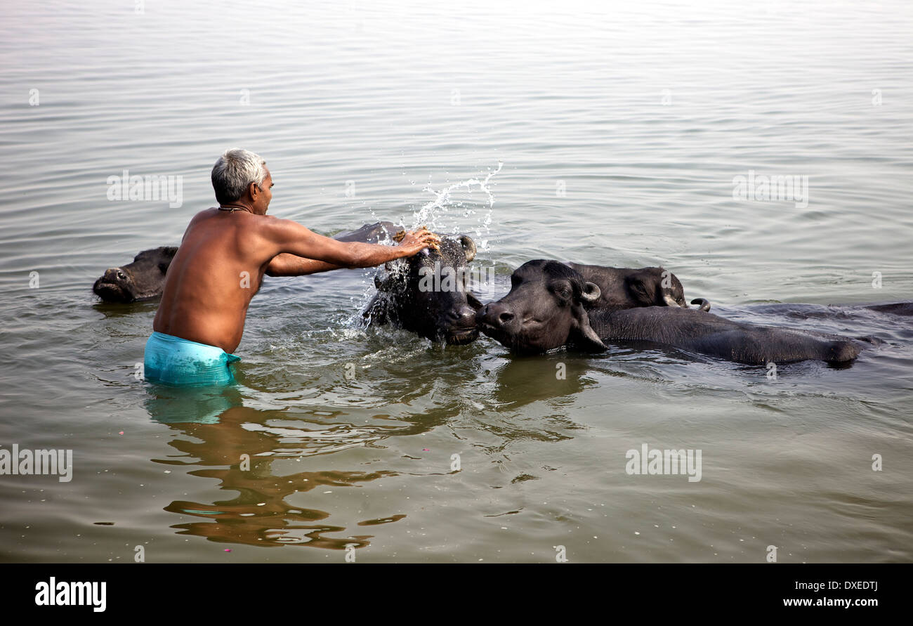 Lavaggio uomo bufale nel sacro Gange Foto Stock