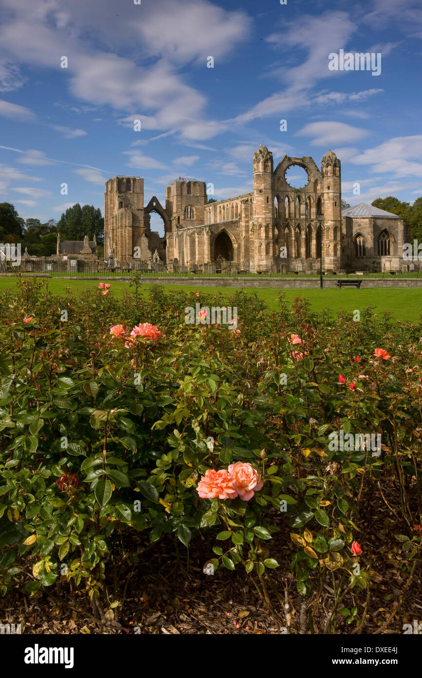 Vista estiva di Elgin Cathedral da letti di rose,Elgin,Moray Foto Stock