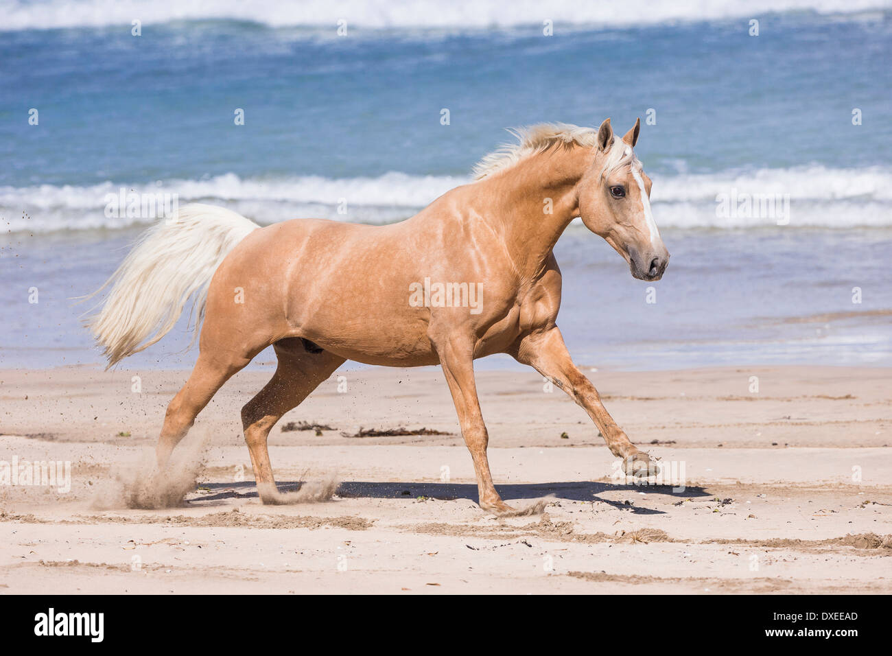 Quarab. Palomino al galoppo su una spiaggia. Nuova Zelanda Foto Stock