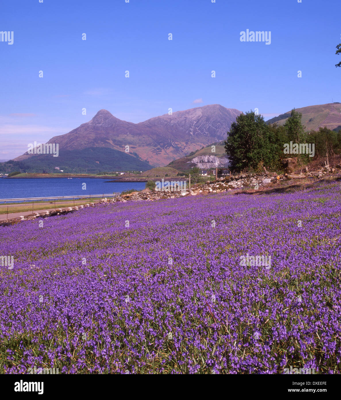 Campo delle Bluebells, Pap di Glencoe, West Highlands Foto Stock