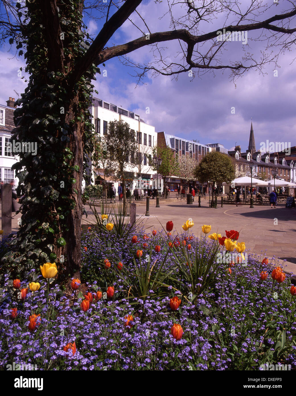Letti di fiori in Horsham town center,West Sussex,l'Inghilterra del sud. Foto Stock