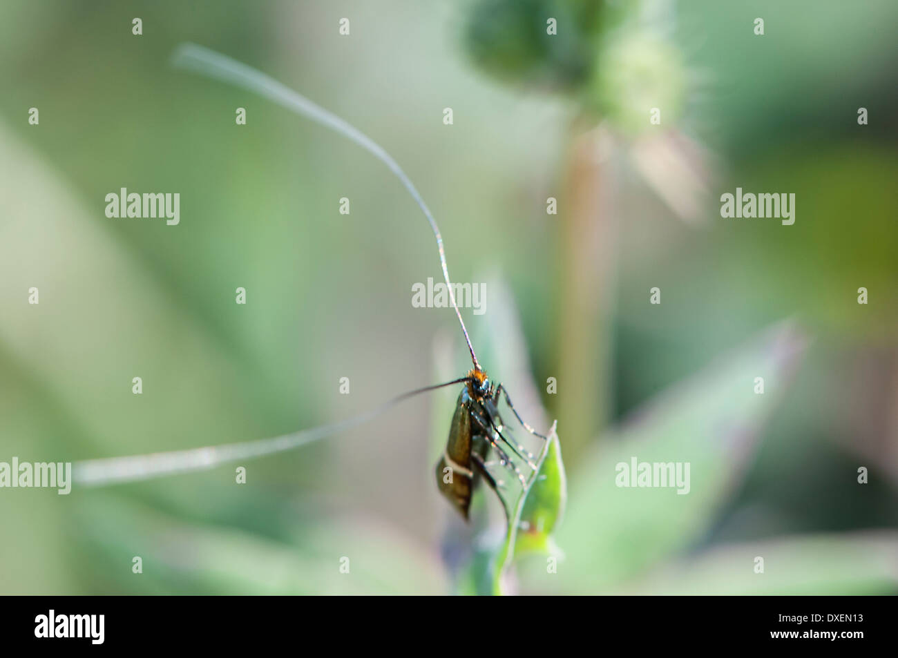 Strano insetto con molto lunghe antenne Foto Stock