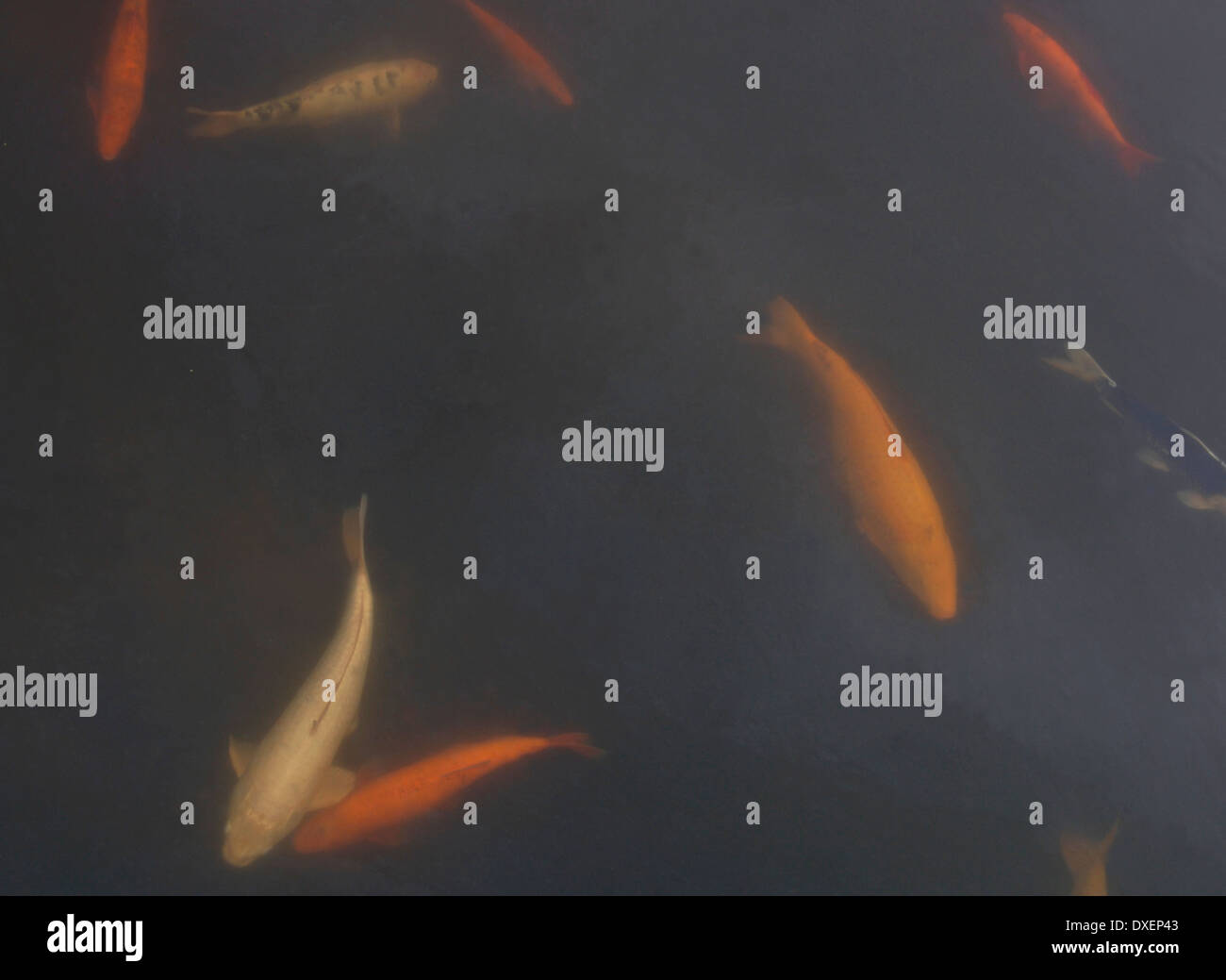 Carpe Koi nuotare in un lago di acqua dolce.5. Foto Stock