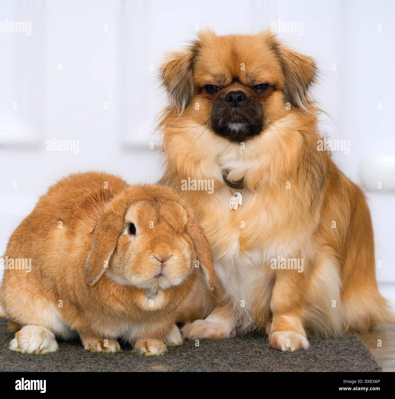 Coniglio in Pet e Tibetano spaniel insieme. Foto Stock