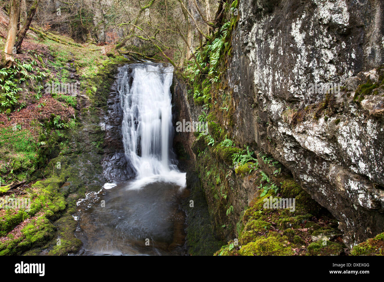 Cascata in Stainforth Beck sotto forza Catrigg vicino a Settle Yorkshire Dales Inghilterra Foto Stock