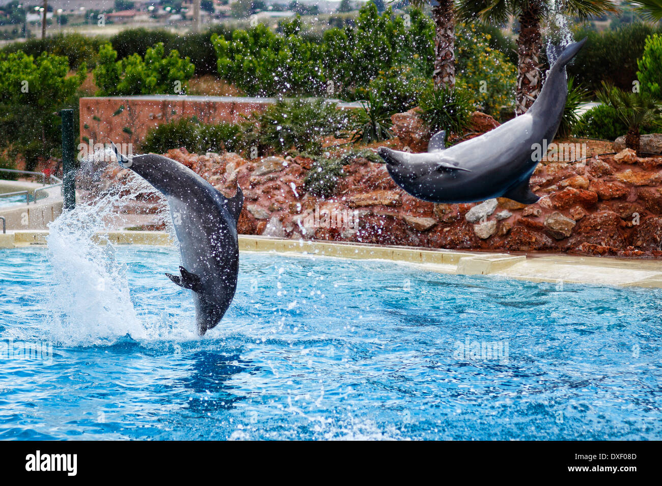 I delfini saltando in formazione in un acquario Foto Stock